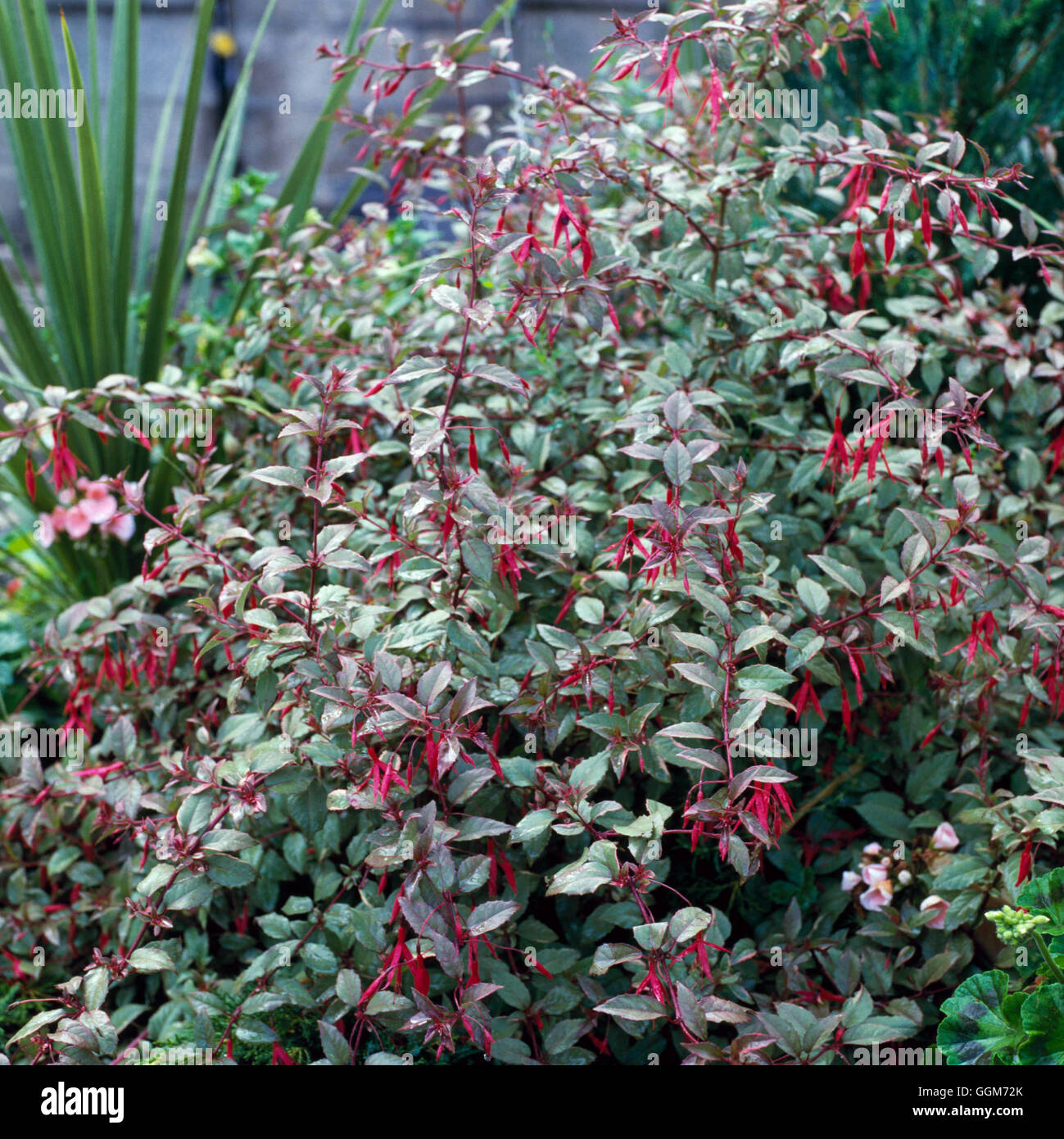 Fuchsia magellanica - `Versicolor' (Syn: F. m. `Tricolor')   TRS018215 Stock Photo